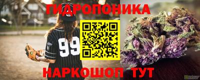 стаф Гай